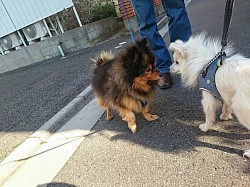 2014.10.25 朝の散歩にて、くろちゃんとご挨拶☆